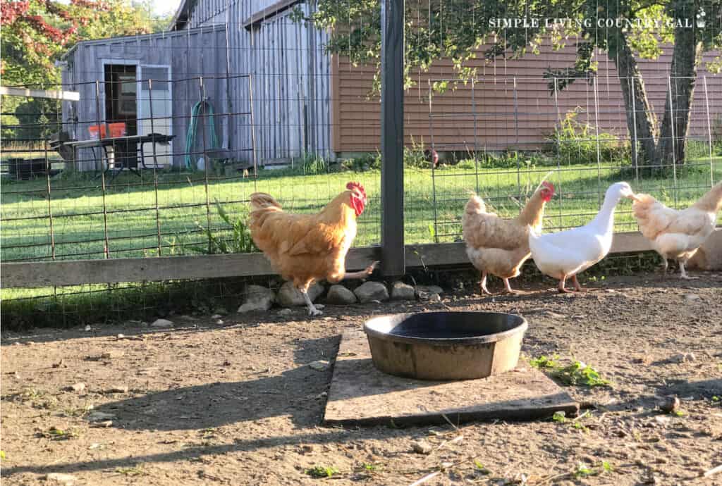 a rooster chasing after 2 chickens and a white duck inside of a chicken run