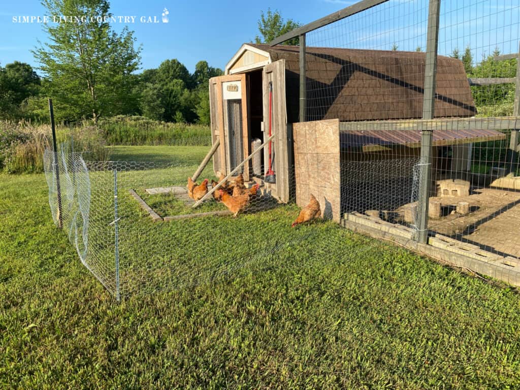 a small area for the chickens to scratch in that is temporary