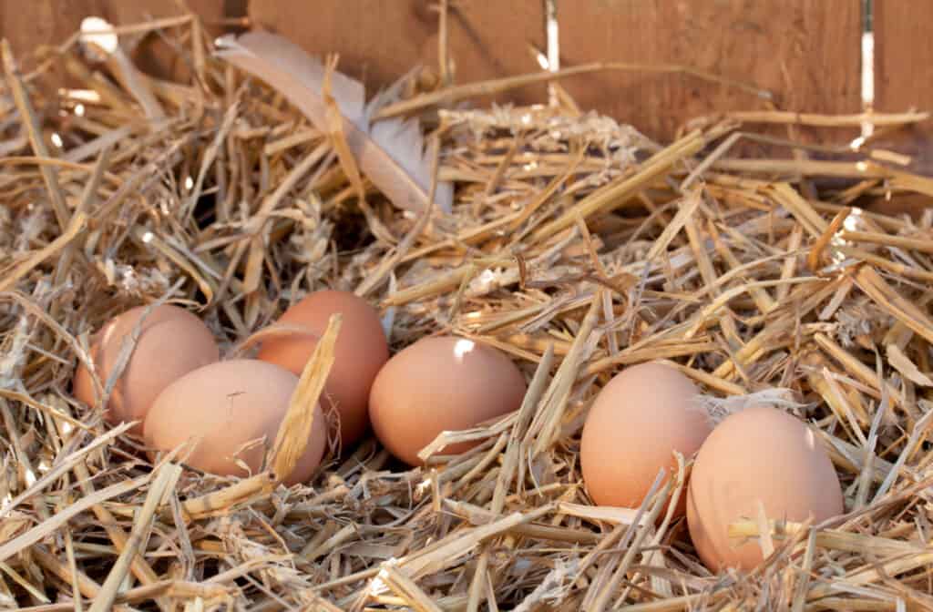 a small pile of eggs on straw in a chicken coop