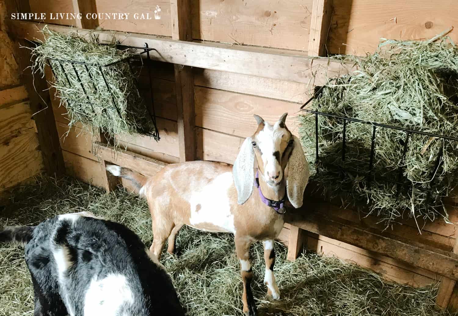 what-hay-do-goats-eat-simple-living-country-gal