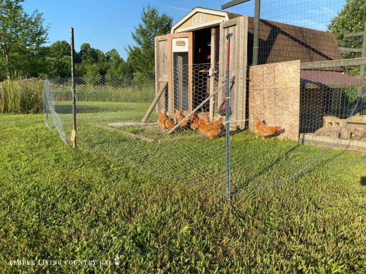 Temporary Chicken run Simple Living Country Gal