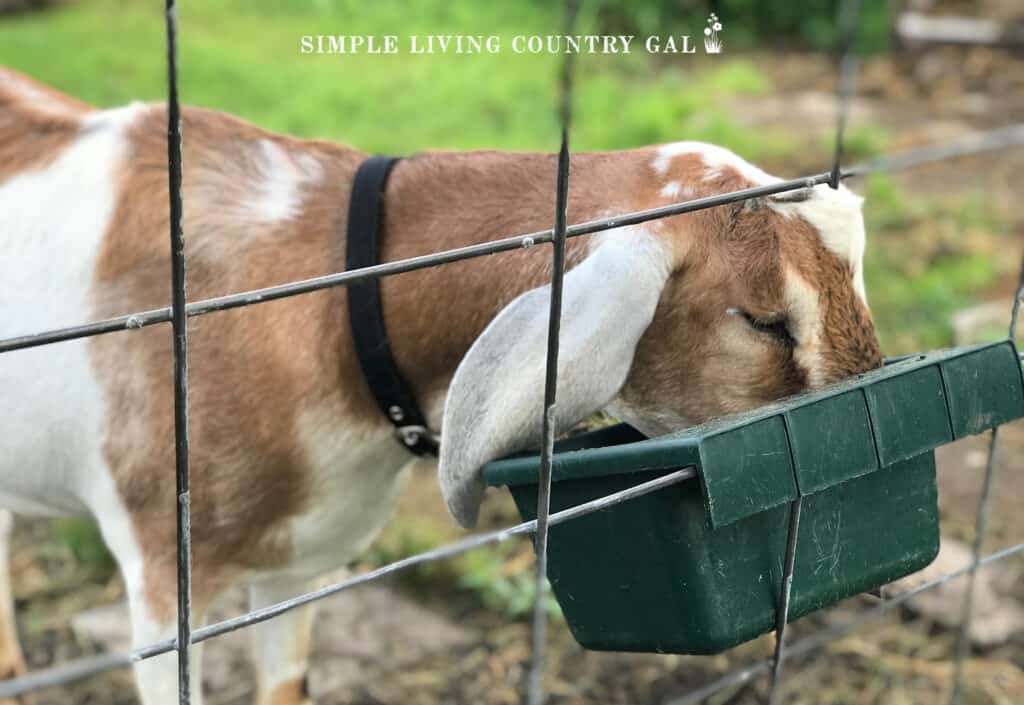 a wether goat eating out of a green feed bowl