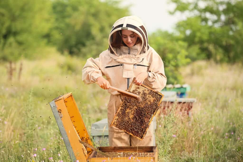 A woman in a beekeeper outfit scraping honey of a board from a hive
