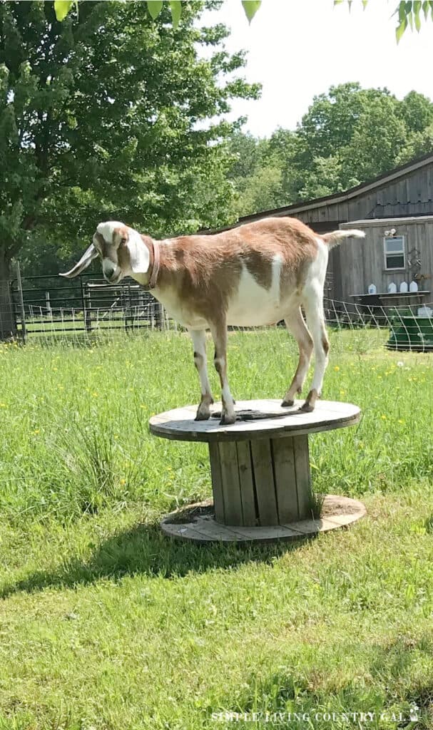 a young male goat standing on a wood wire spool in a pasture