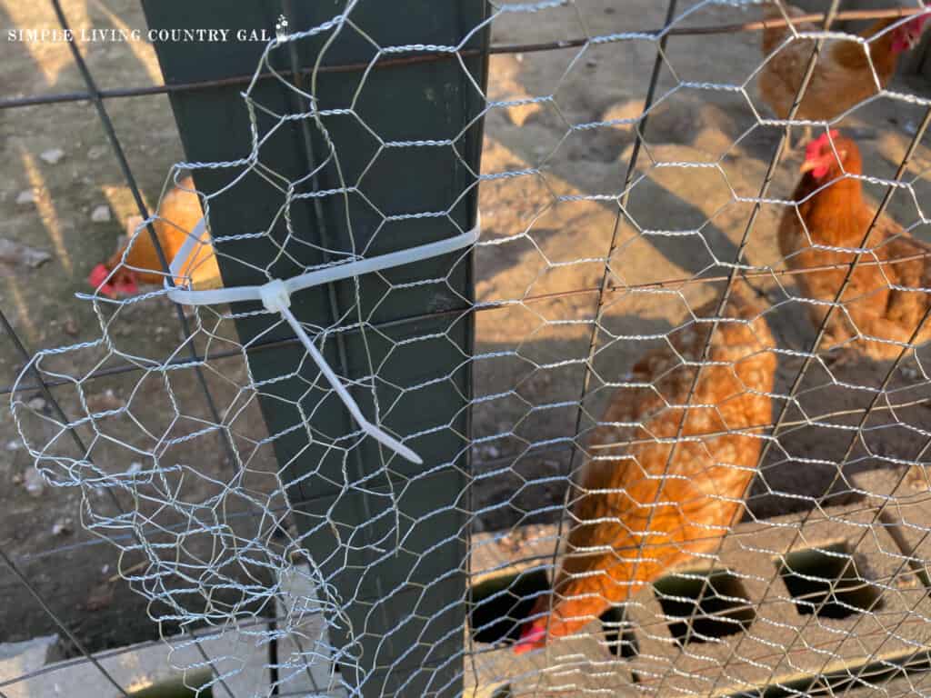 a zip tie holding chicken wire to a post