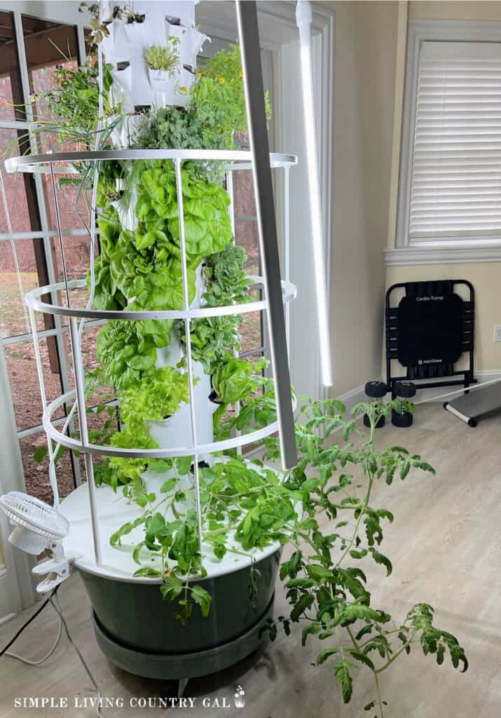 an indoor hydroponic growing system in a house