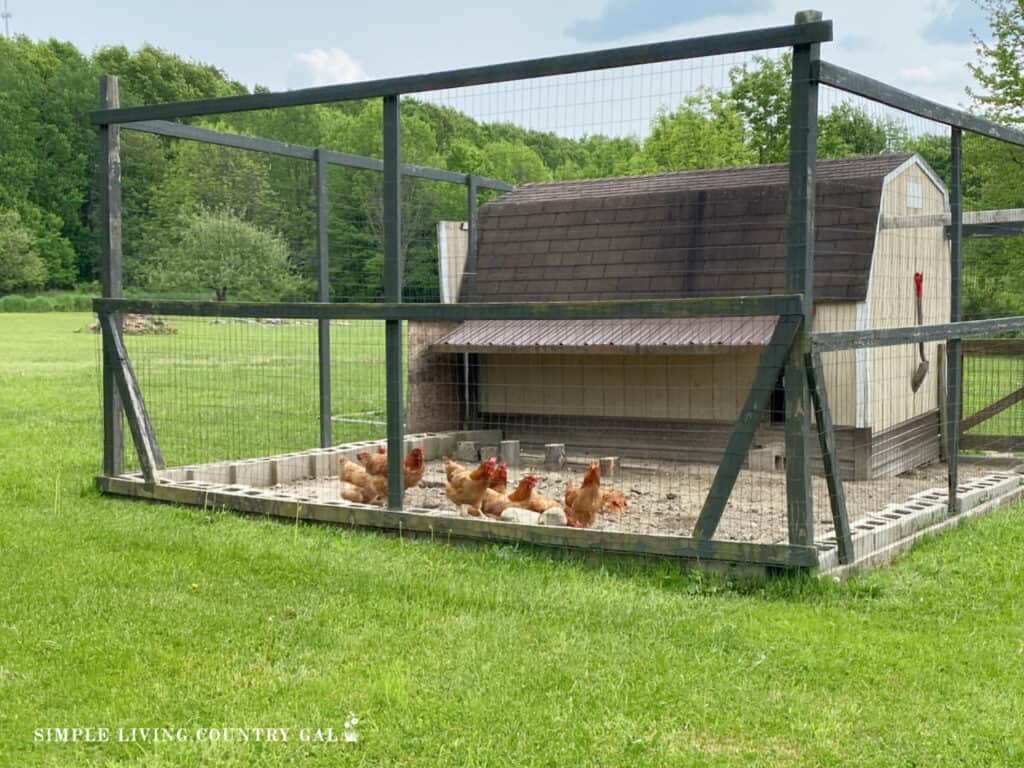 chicken coop and chickens in an outside run