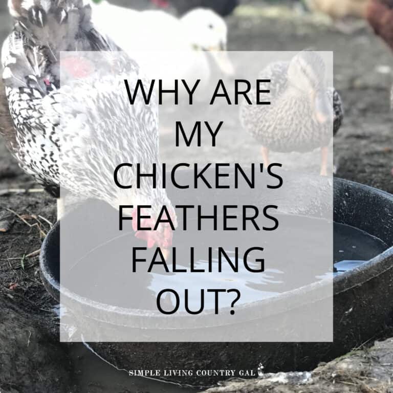 chicken feathers falling out 