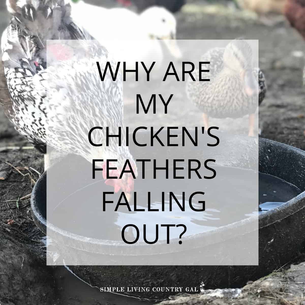 chicken-feathers-falling-out-simple-living-country-gal