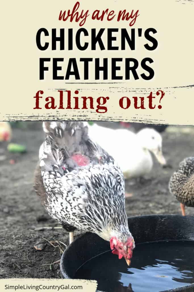 chicken feathers falling out
