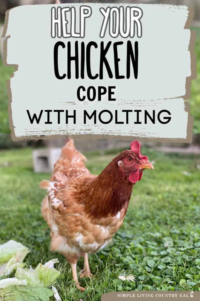 chicken molting