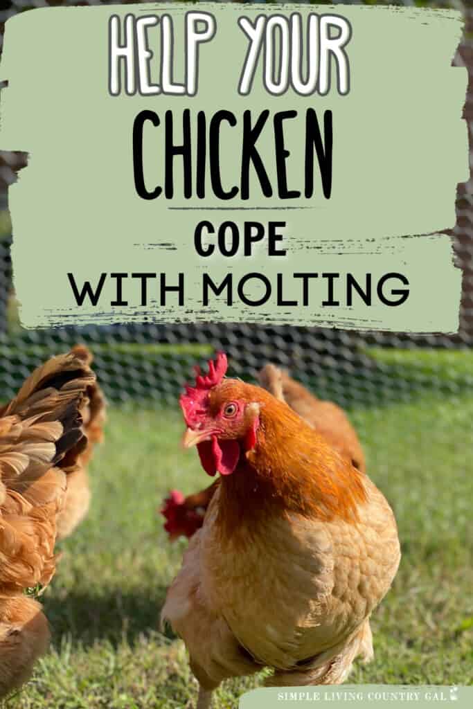 chicken molting