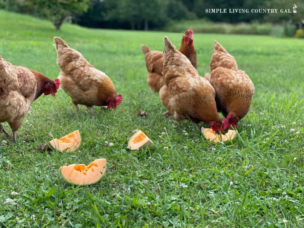 chickens eating cantaloupe in a patch of green grass