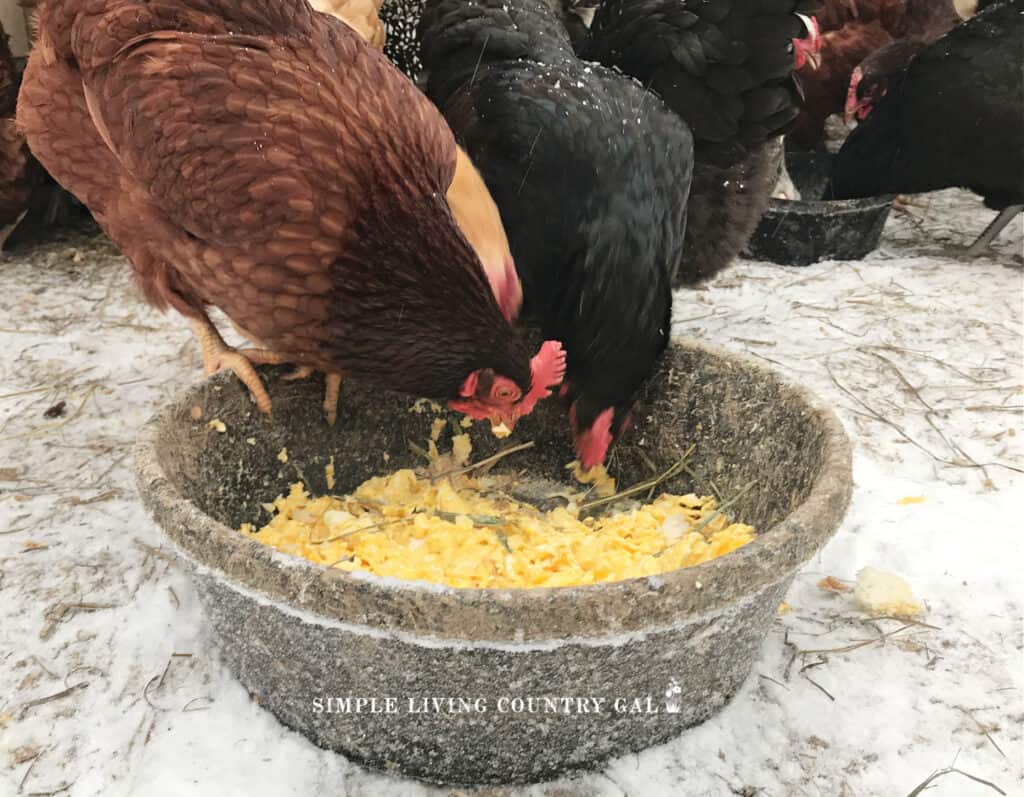 chickens outside in the snow eating eggs in a bowl