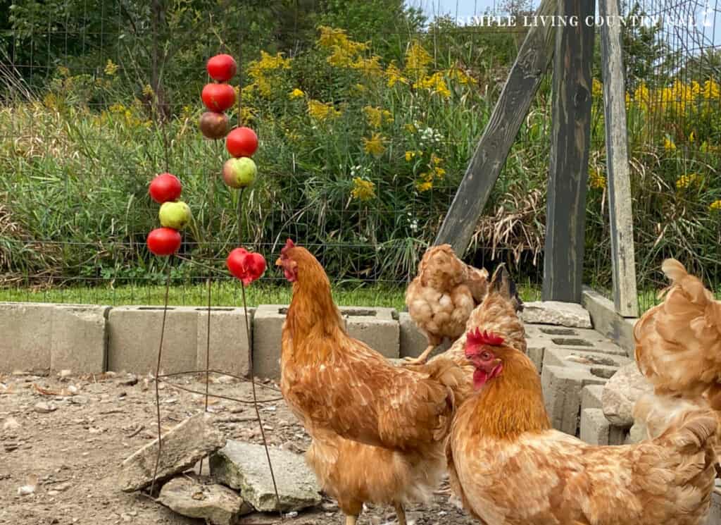 chickens pecking at tomatoes on a tomaote cage treat stand