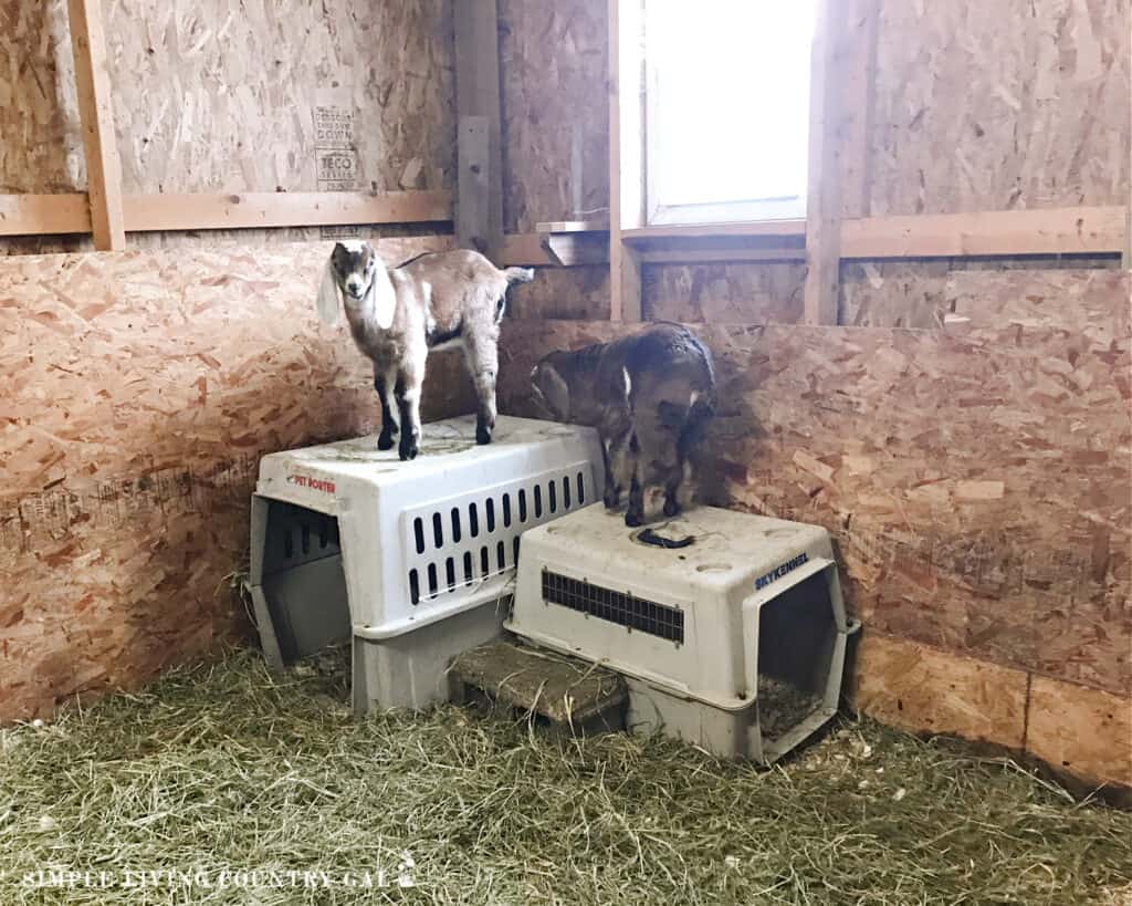 goat kids climbing on dog kennels