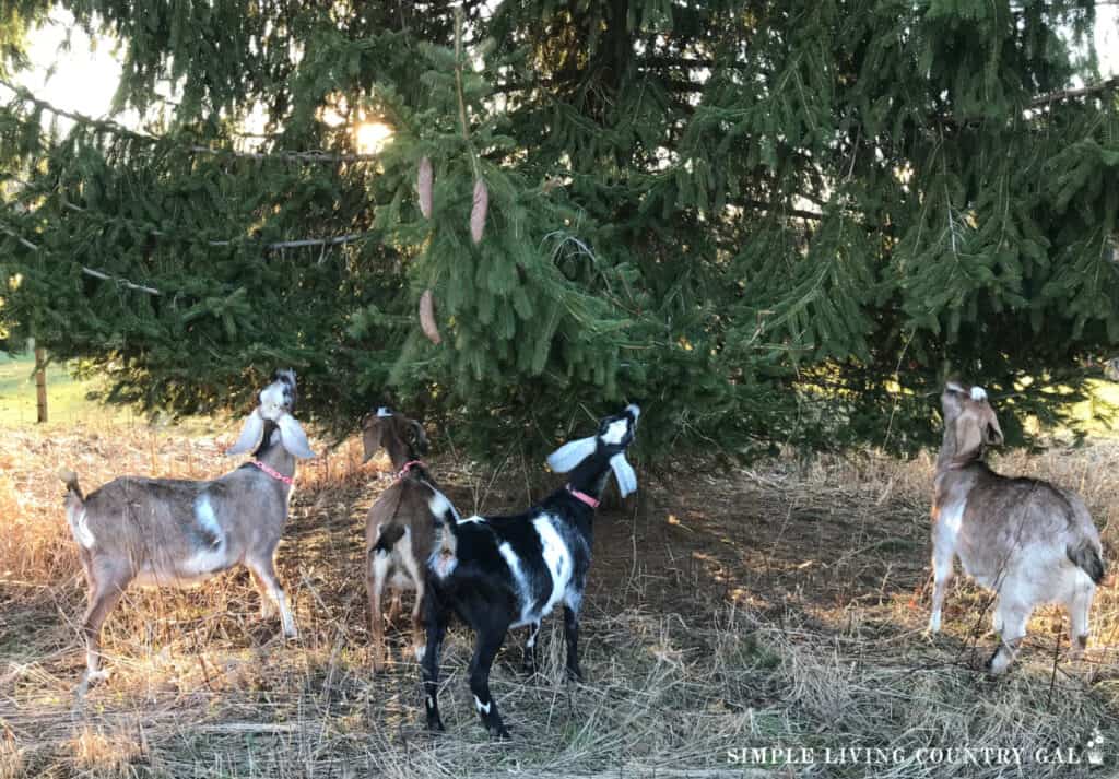 goats eating pine trees 