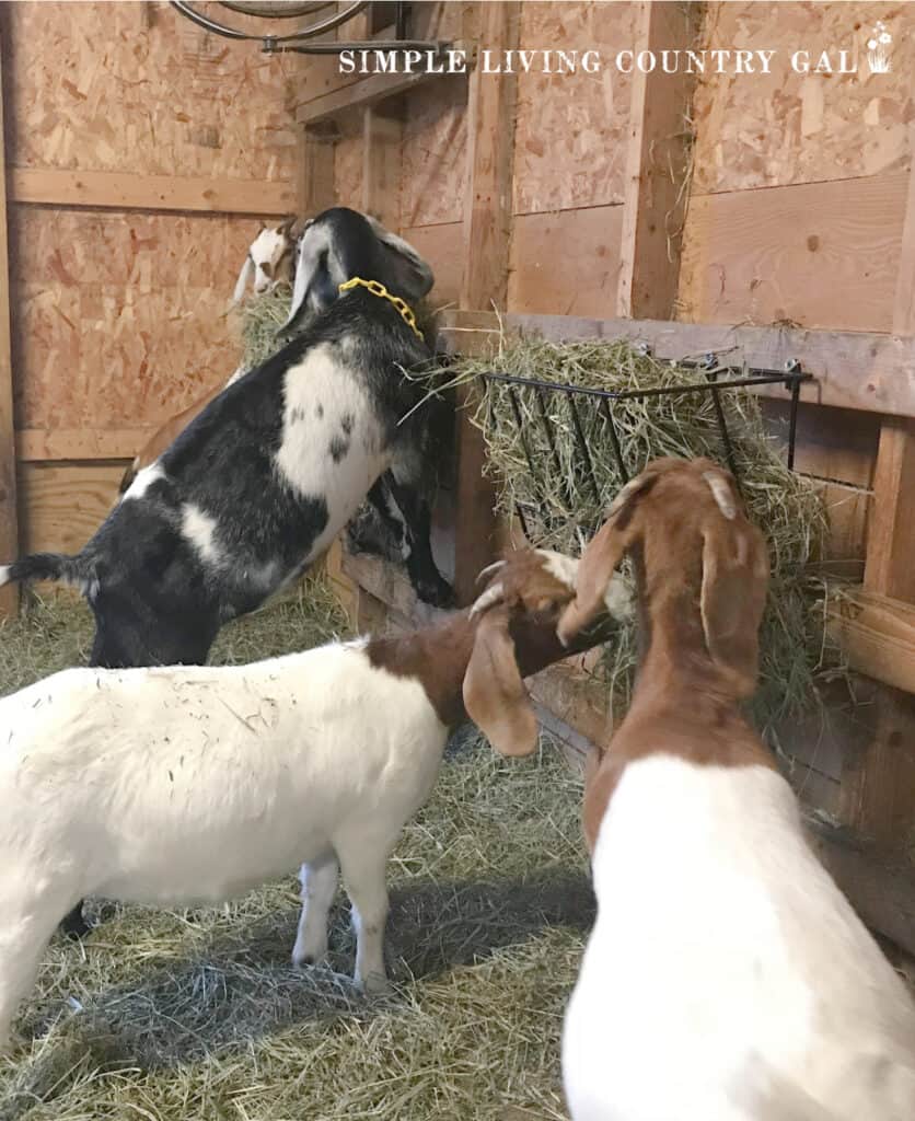 goats in barn eating hay from feeders
