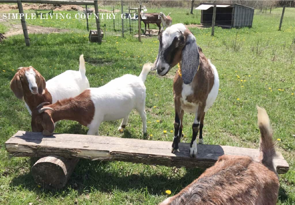 goats playing on a wooden bench