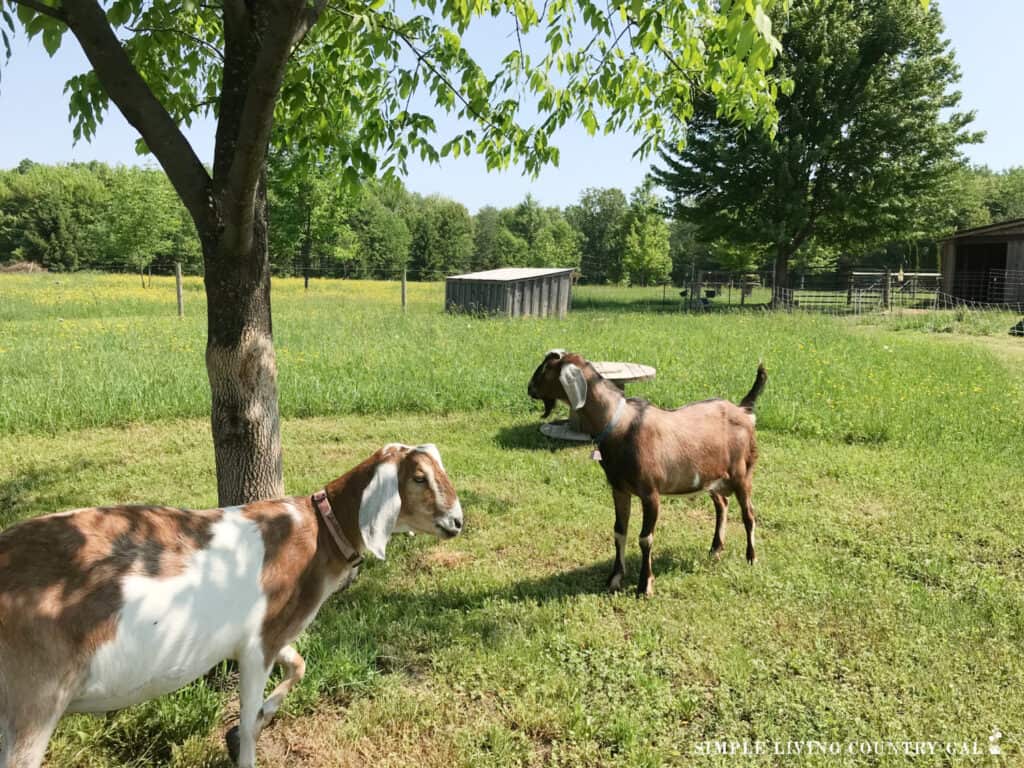 goats standing in the shade in a pasture
