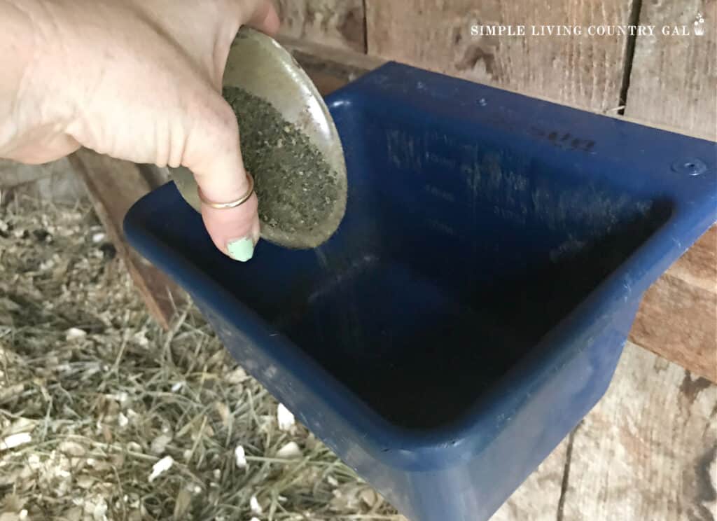 hand pouring kelp into a blue feeder in a goat shelter