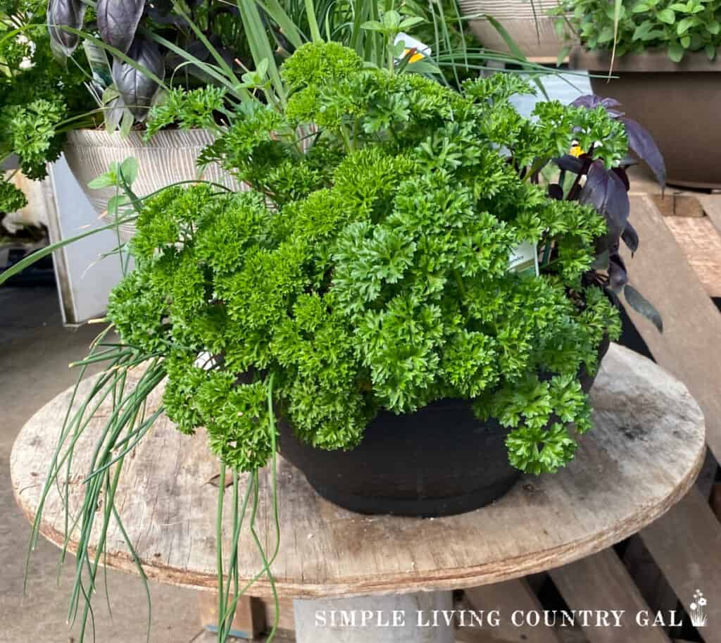 herbs growing in a flower pot 