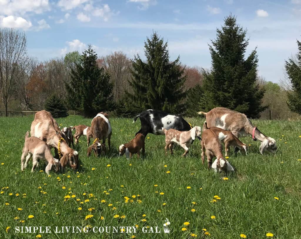 herd of goats on pasture with daisies