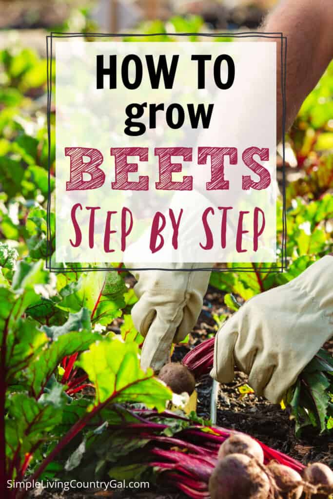 How to grow beets for beginners