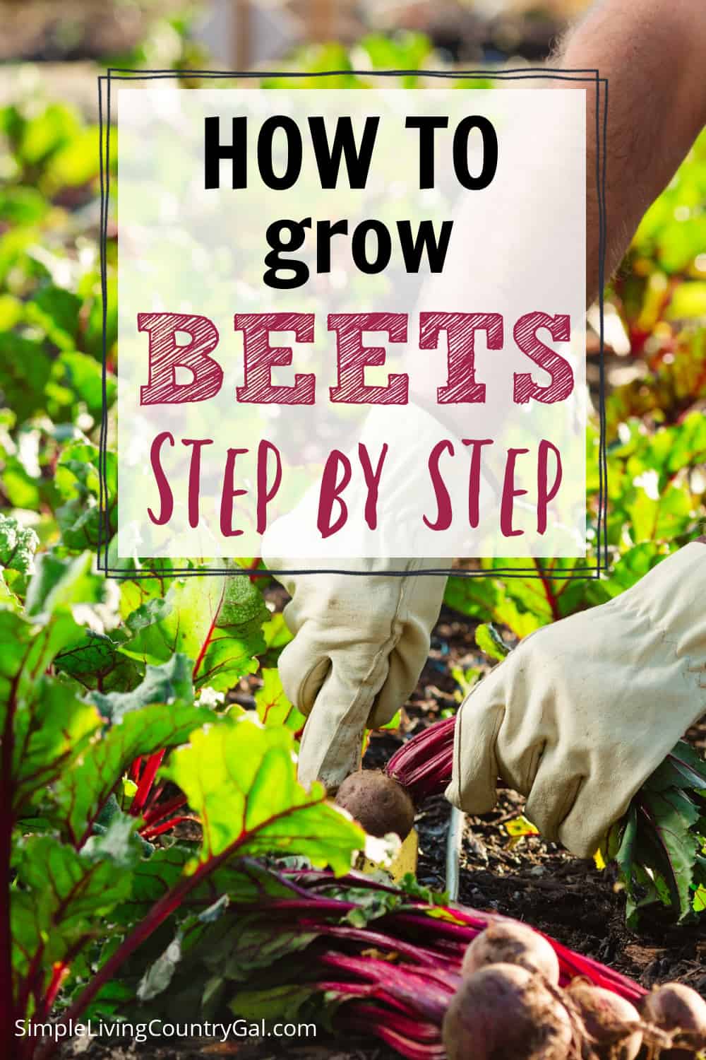 How to Grow Beets for Beginners Simple Living Country Gal