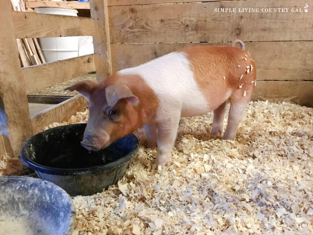 a red and white pig drinking water out of a black bowl in a pen