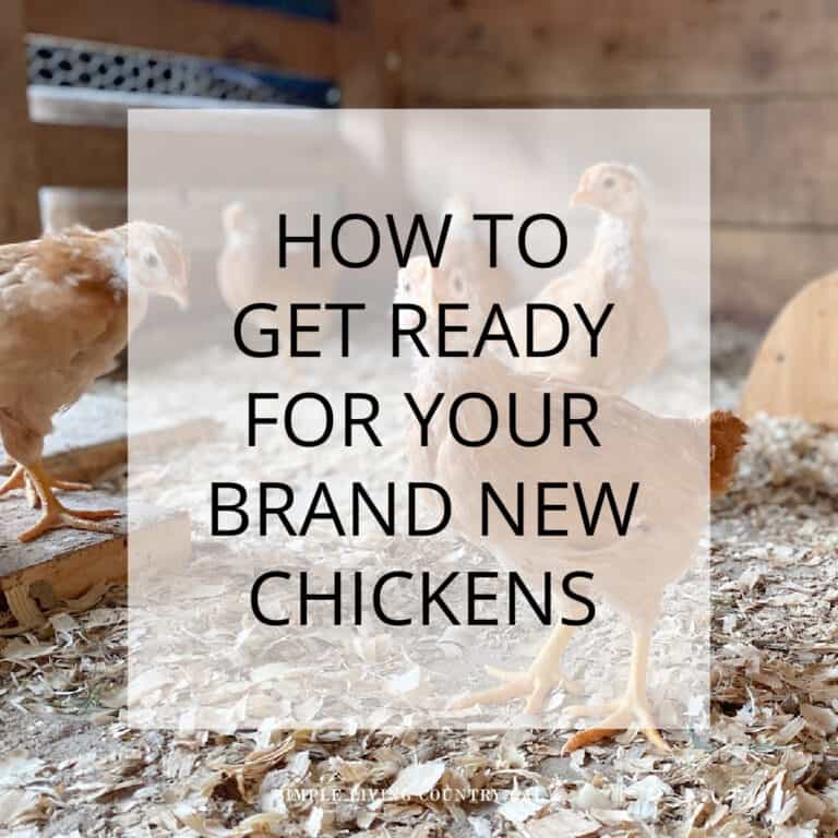 how to prepare for chickens