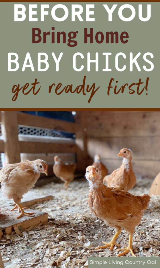 how to prepare for chickens