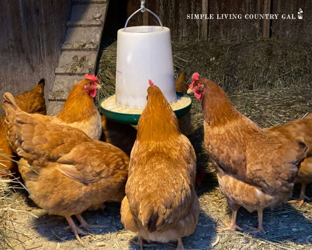 a small flock of chickens eating out of a hanging feeder in a coop