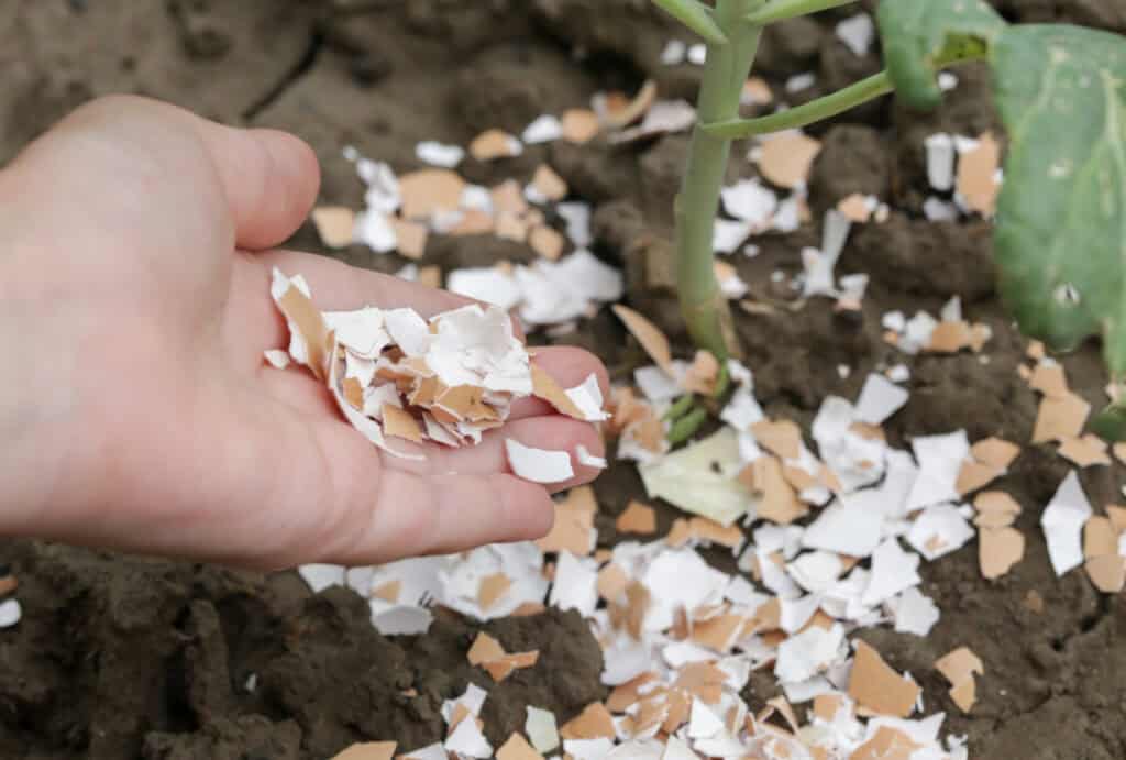 a hand putting crushed egg shells in a vegetable garden