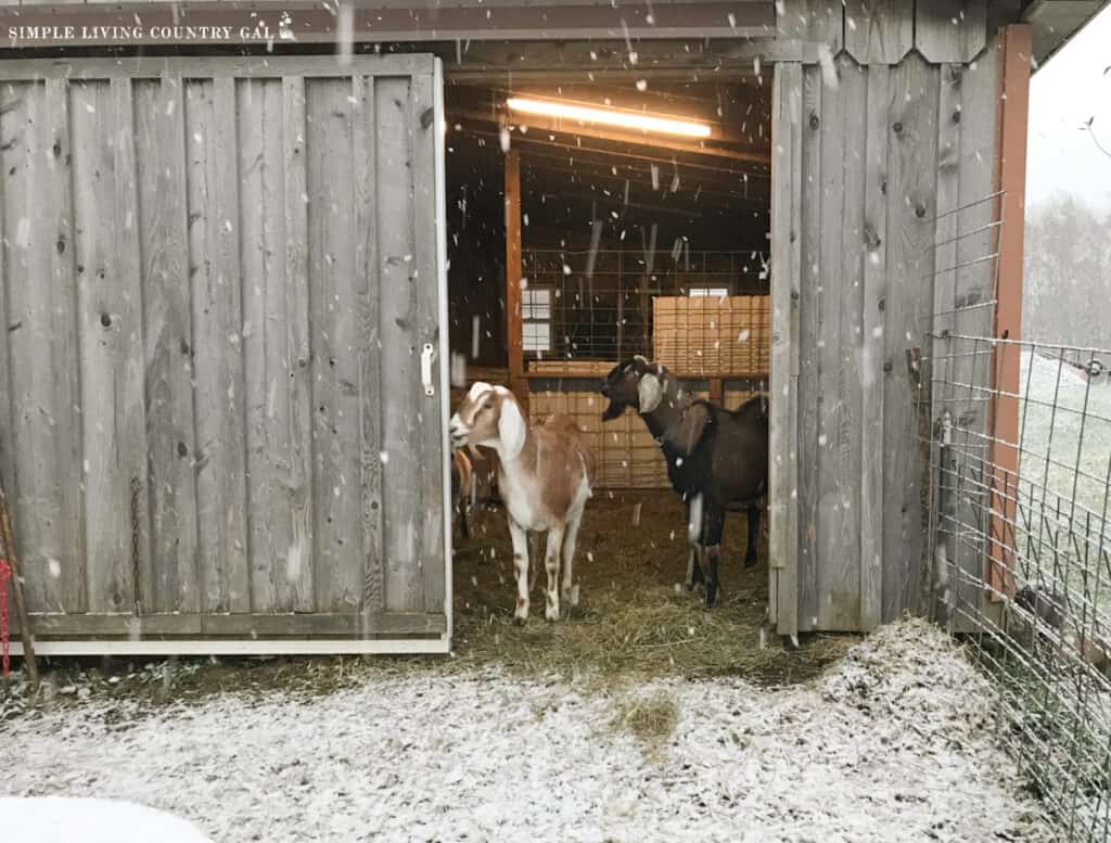 nubian goat peeking out of a barn at the snow