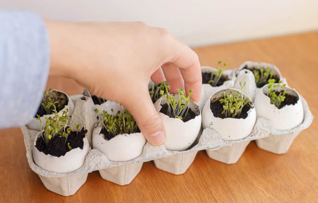 plants growing in egg shells in an egg carton