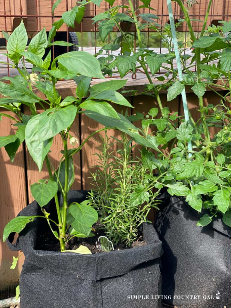 plants in grow bags next to a patio