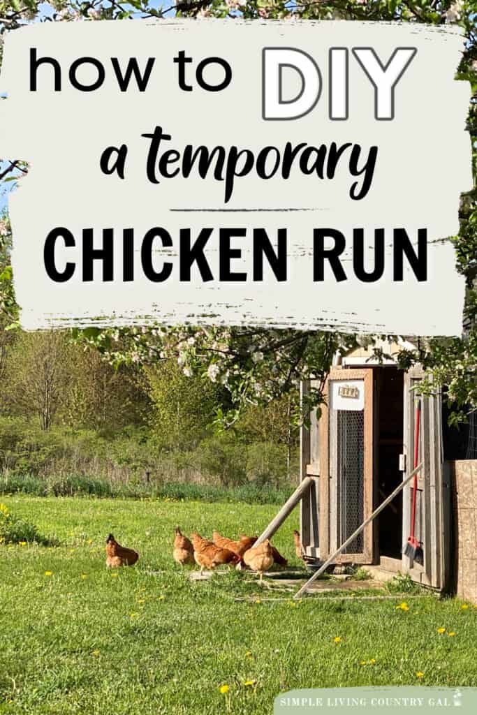 temporary chicken run