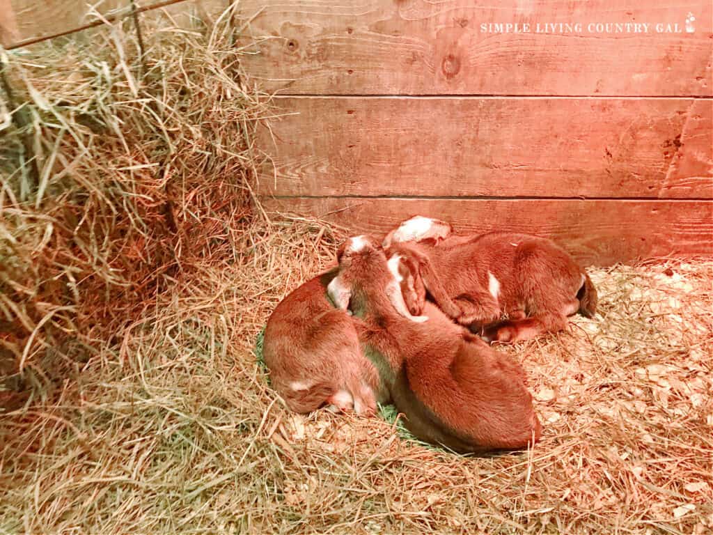 triplet goat kids sleeping in a birthing pen