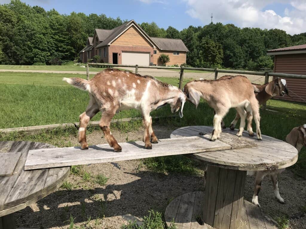two goats playing on a wood goat playground