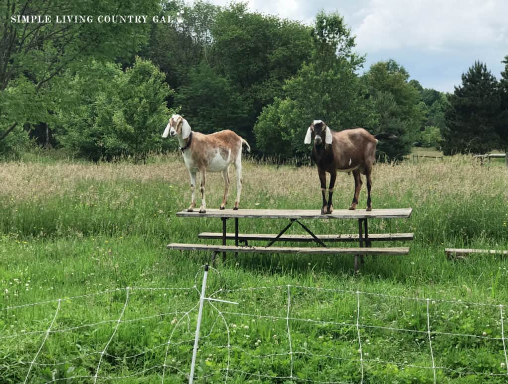 two goats standing on a picnic table in a pasture