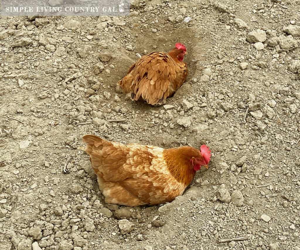 two golden chickens taking a dust bath in a run 