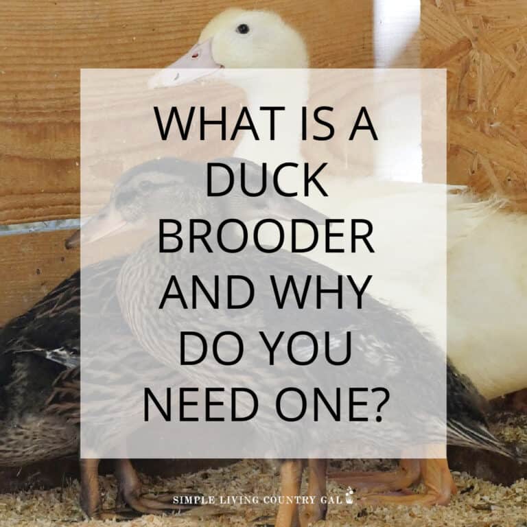 what is a duck brooder