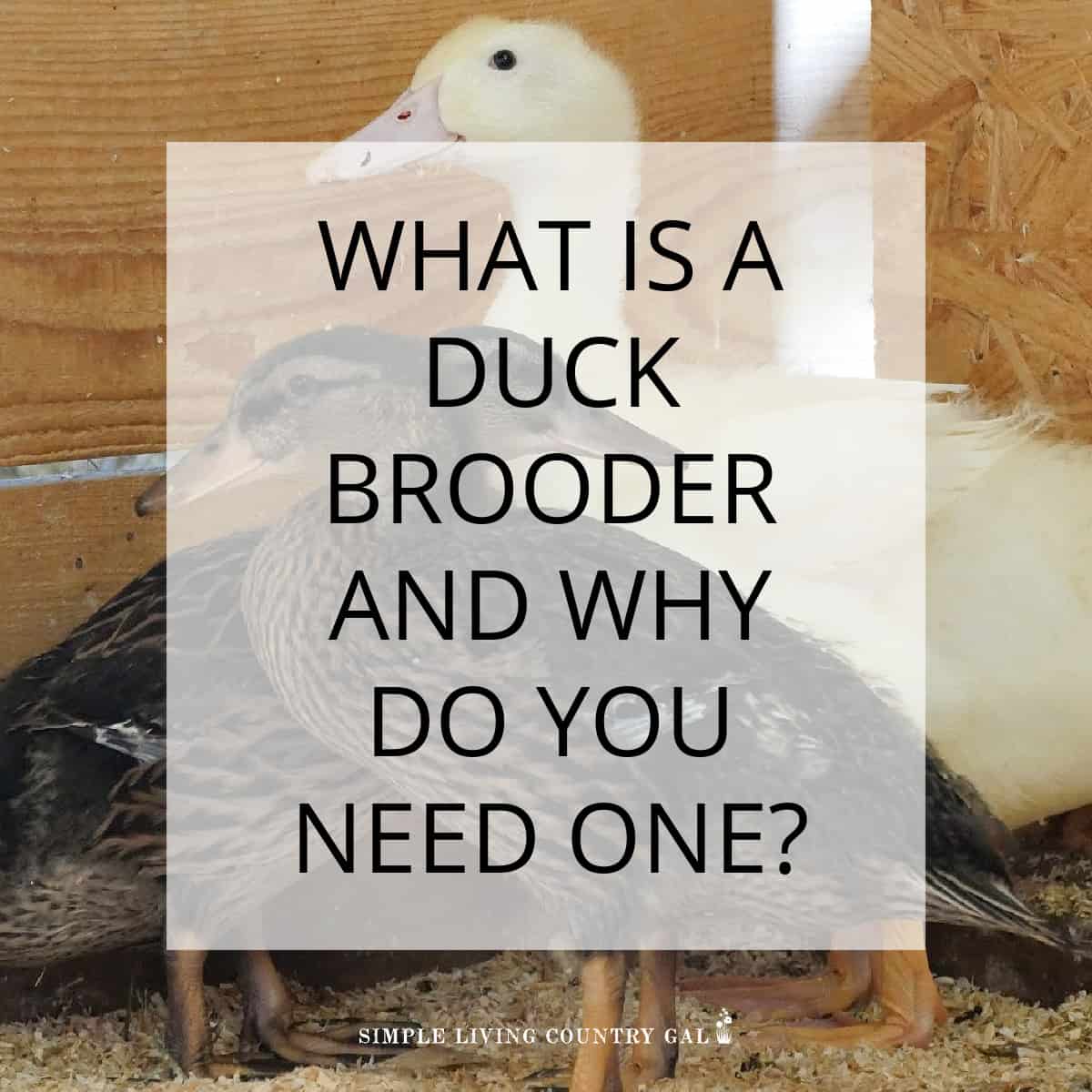 what is a duck brooder Simple Living Country Gal