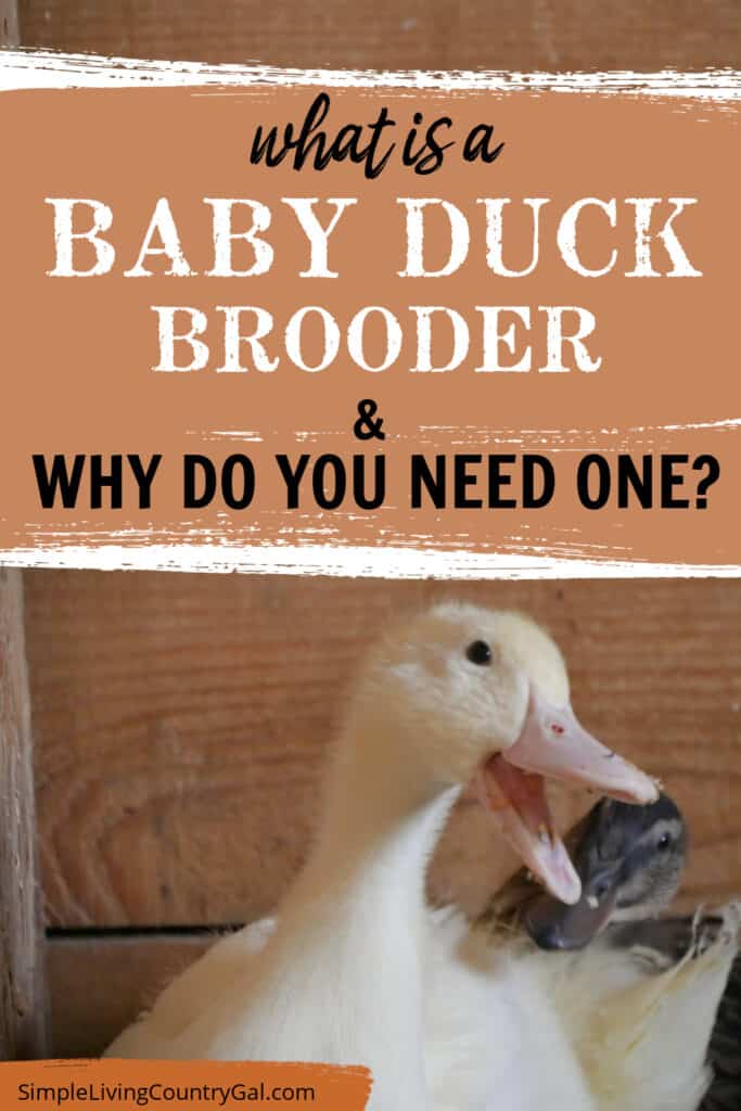 what is a duck brooder_