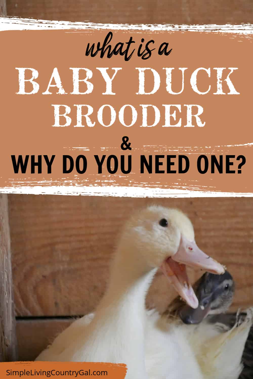 what is a duck brooder Simple Living Country Gal