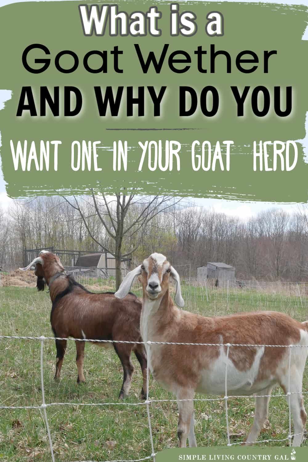 what is a wether goat? Simple Living Country Gal