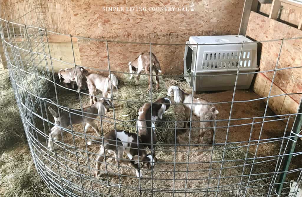 young goat kids in a play area inside of a barn