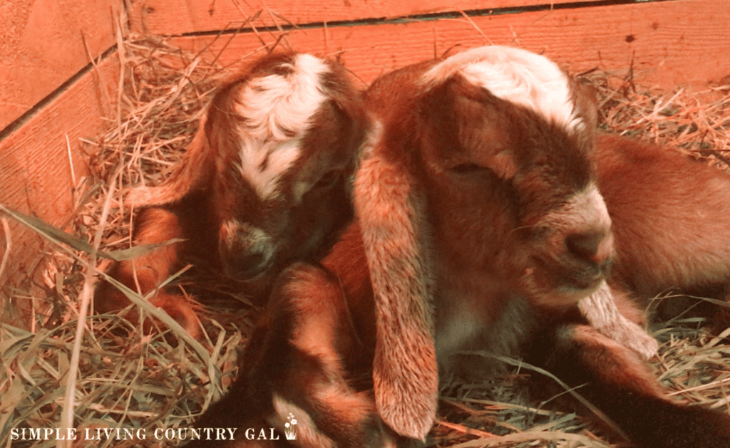 2 newborn goat kids lying in a pile of straw
