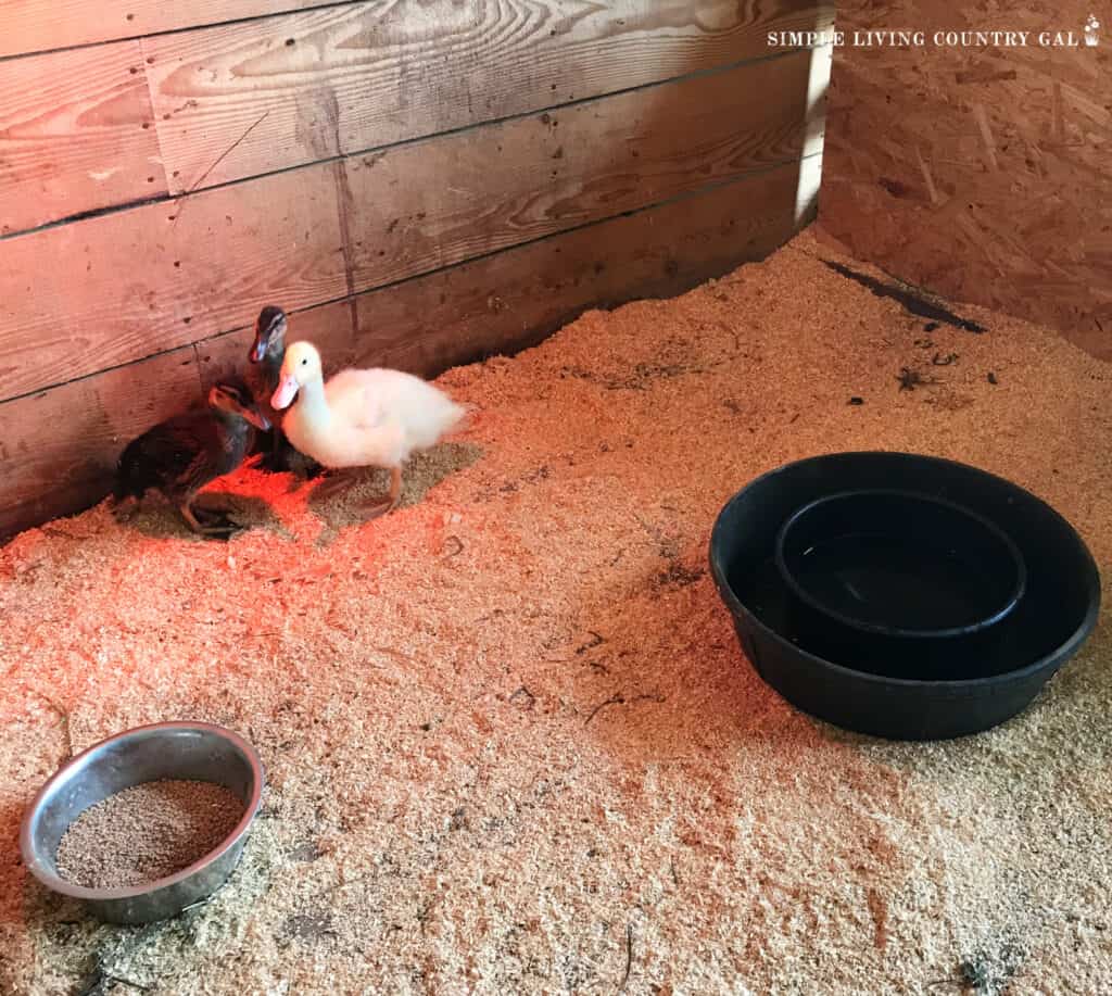 3 ducklings in a brooder setup in a barn